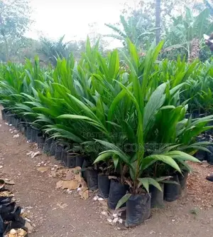 Super-Breed Oil Palm Seedlings
