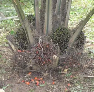 Super-Breed Oil Palm Seedlings