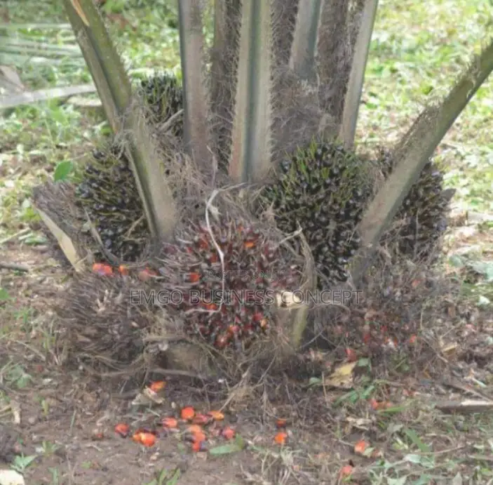 Super-Breed Oil Palm Seedlings