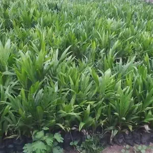 Super-Breed Tenera Variety Oil Palm Seedlings