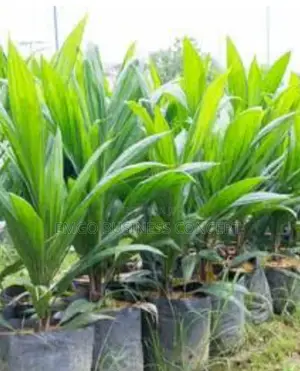 Dwarf Tenera Hybrid Oil Papm Seedlings