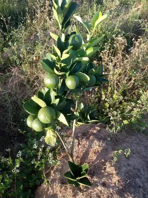 Choice Budded Hybrid Fruits of All Kinds
