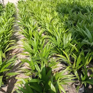 Special Tenera Hybrid Varieties Oil Palm Seedlings