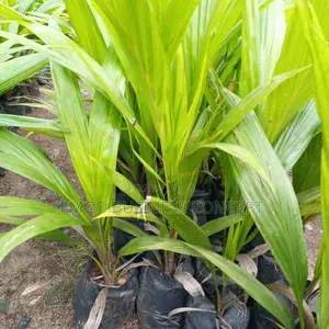 Tenera Hybrid Variety Oil Palm Seedlings