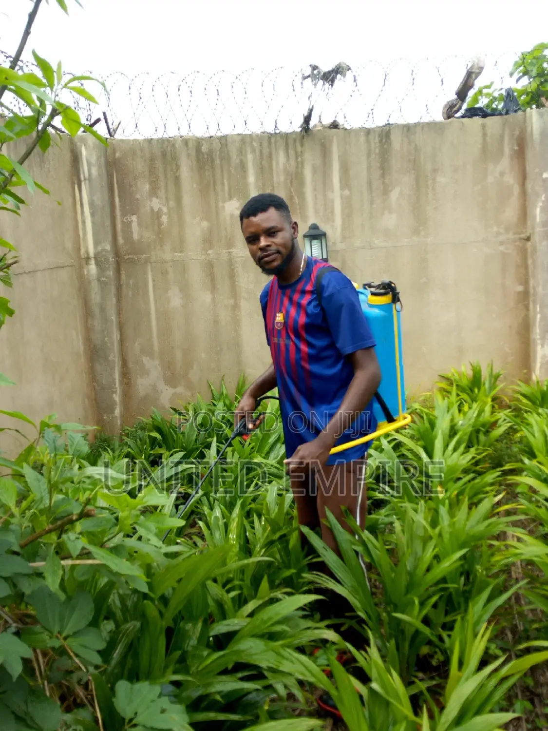 Improved Treated Agric Tenera Seedlings