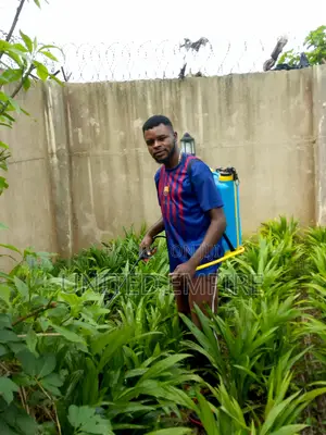 Improved Treated Agric Tenera Seedlings