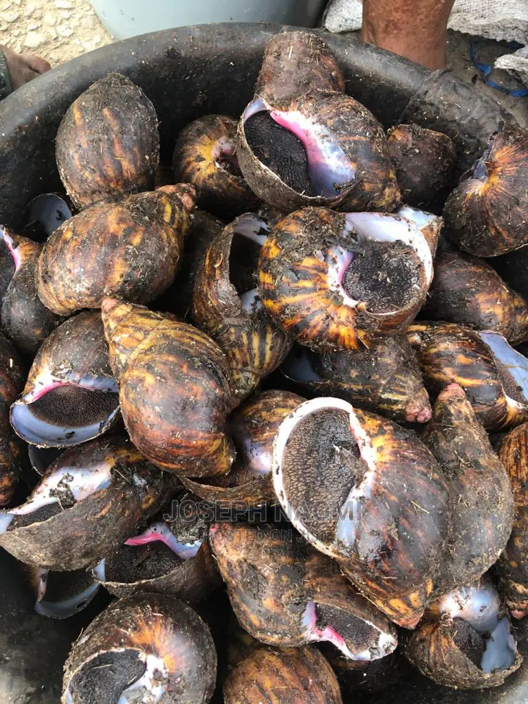 Naitve Bush Snail