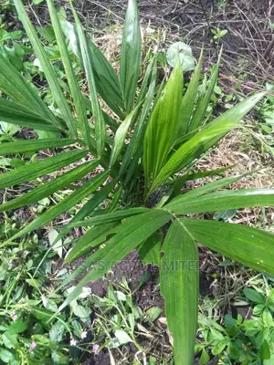 Choice Super Gene Hybrid Oil Palms Seedlings