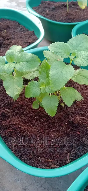 Potted Herbs (Ready To Harvest And Use)