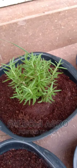 Potted Herbs (Ready To Harvest And Use)