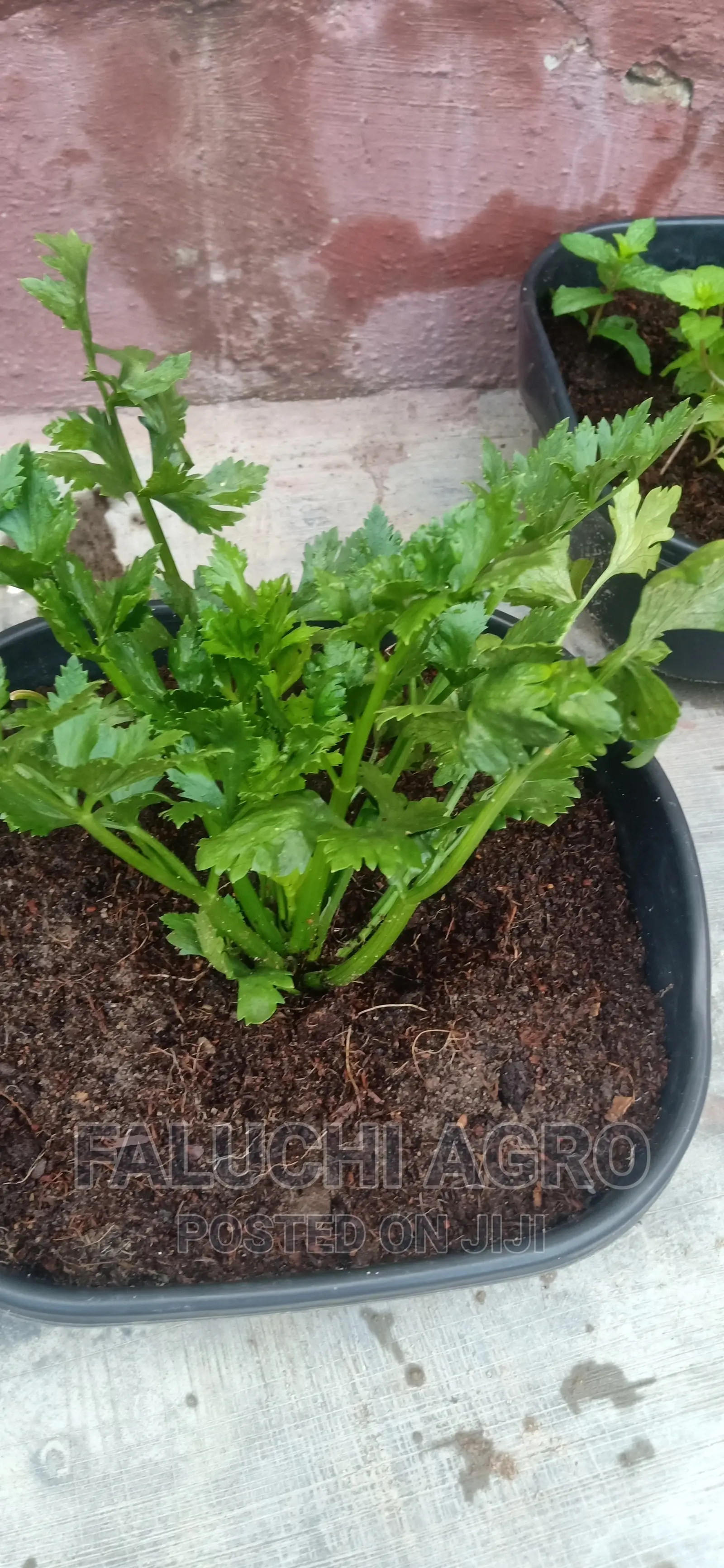 Potted Herbs (Ready To Harvest And Use)