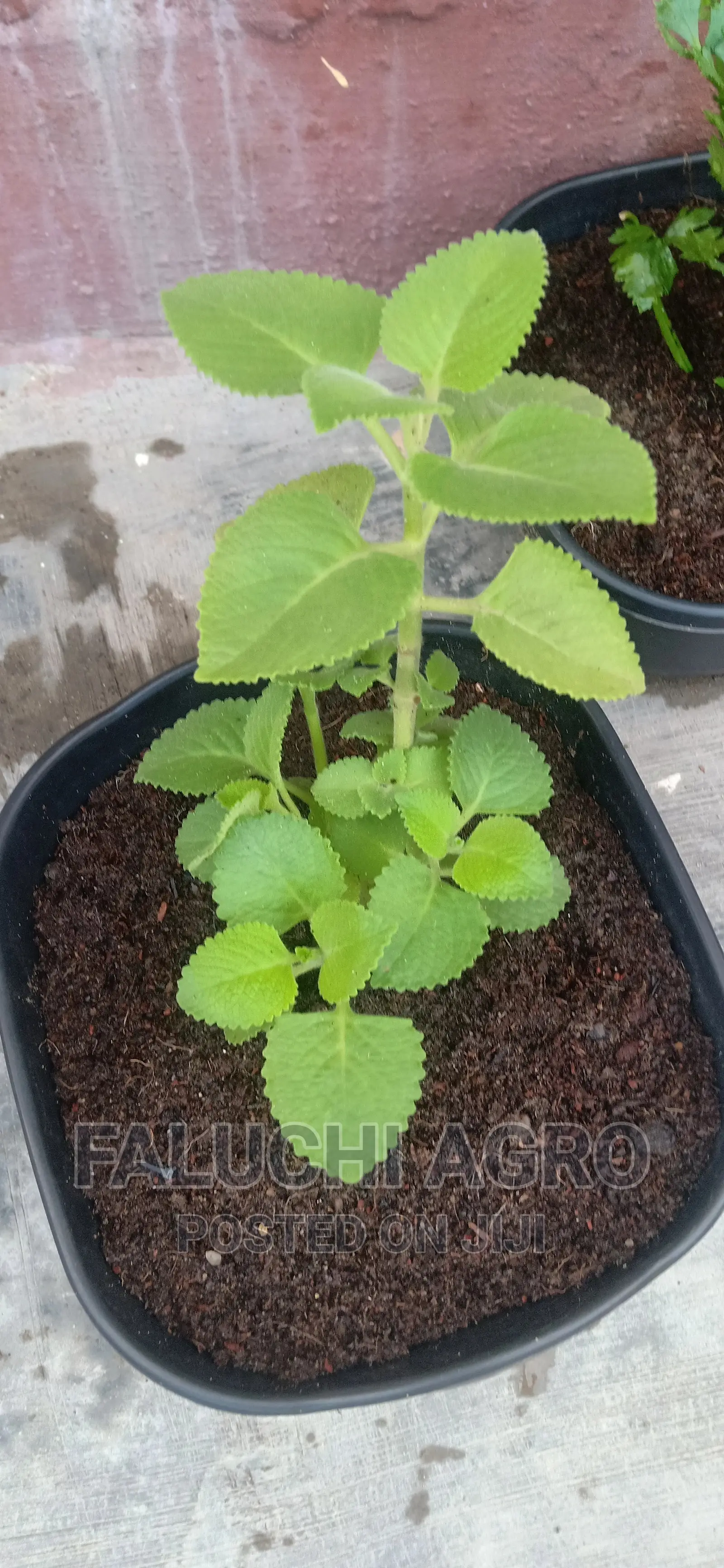 Potted Herbs (Ready To Harvest And Use)
