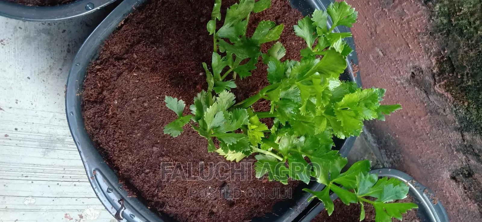 Potted Herbs (Ready To Harvest And Use)