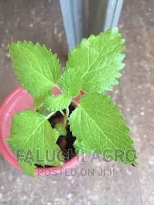 Organic Lemon Balm