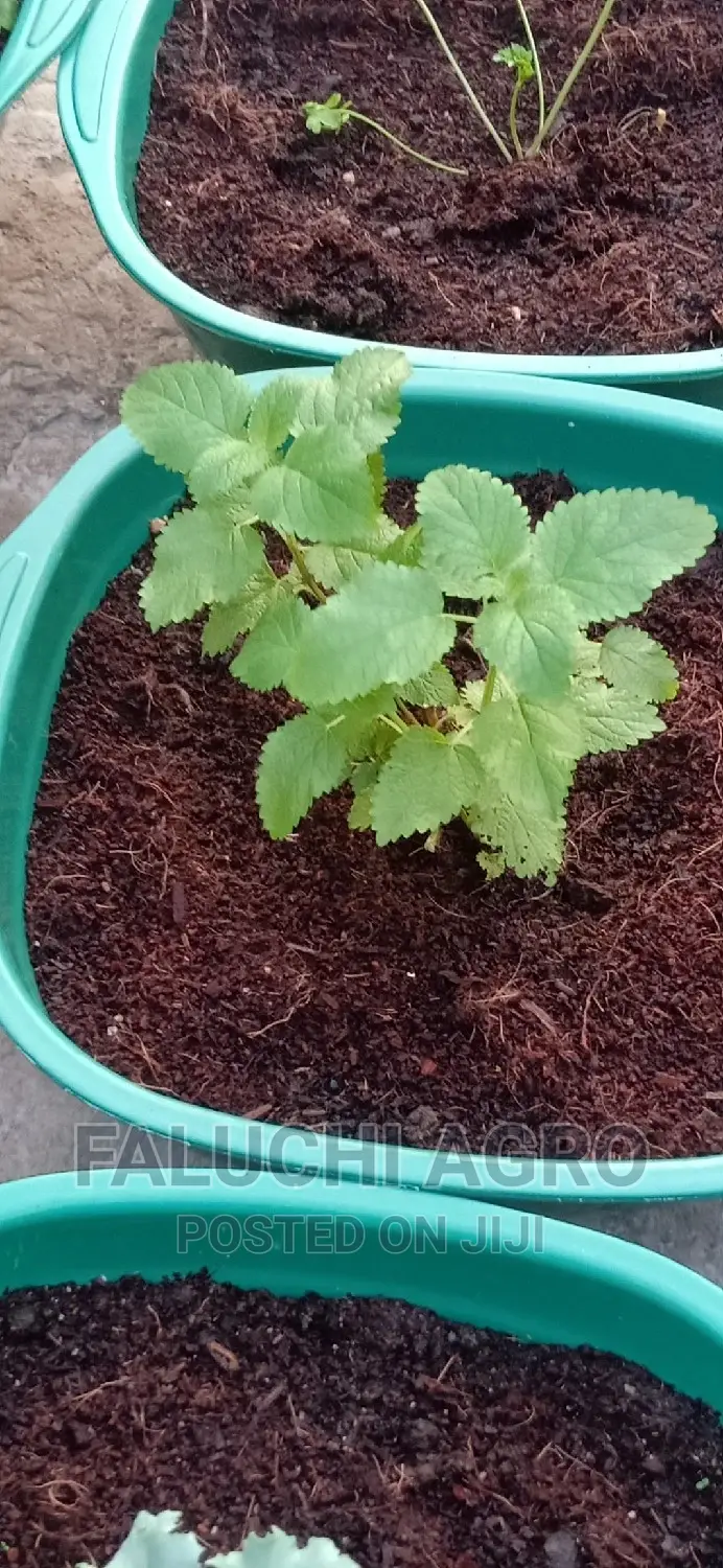Organic Lemon Balm