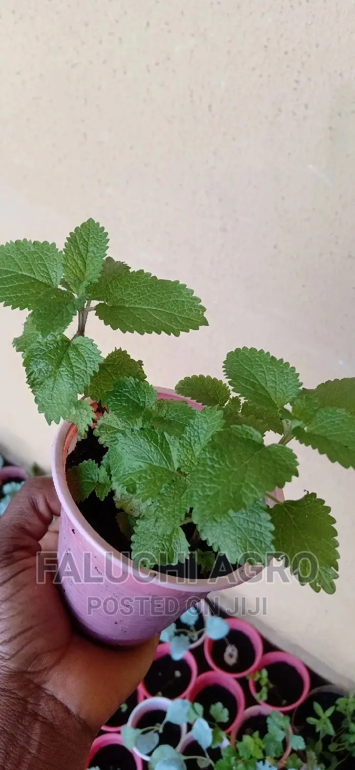 Organic Lemon Balm