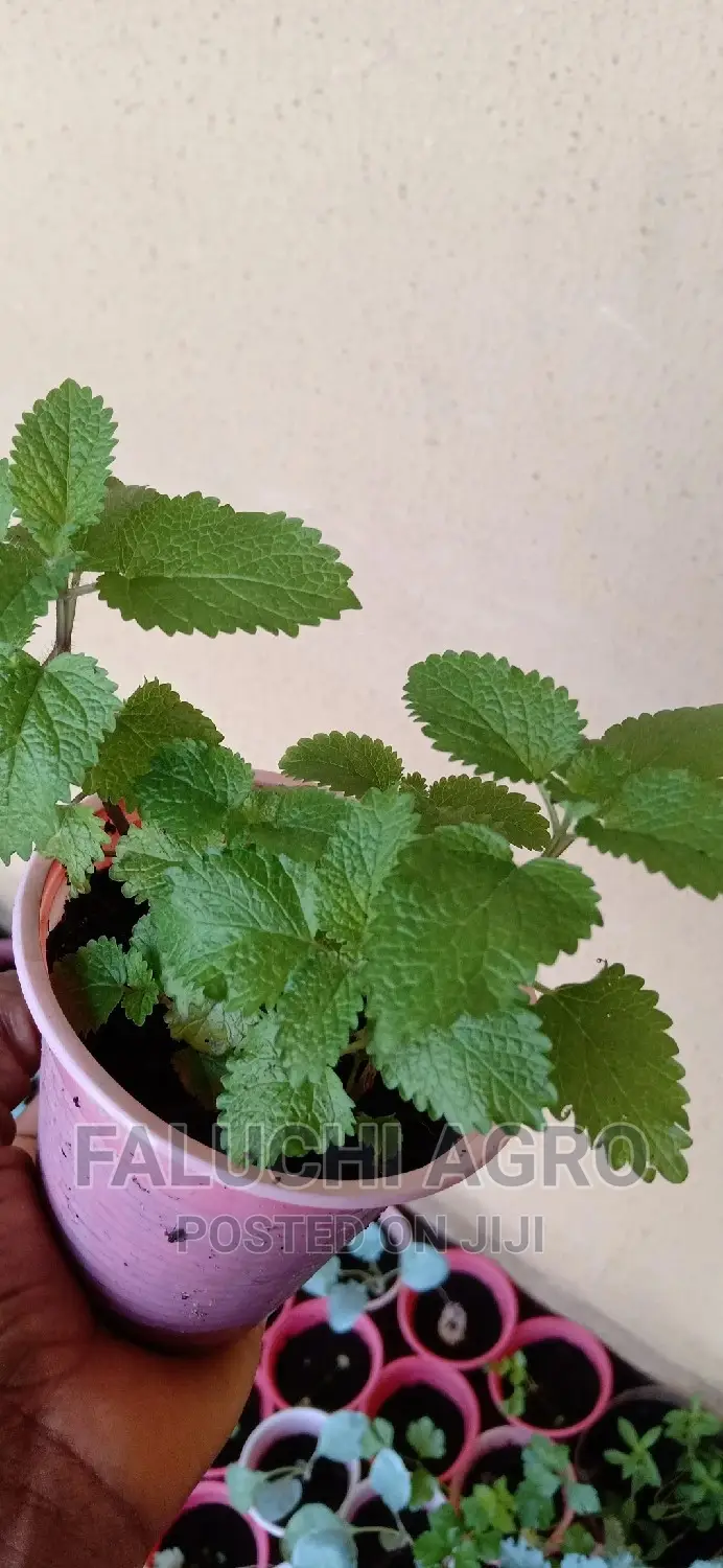 Organic Lemon Balm