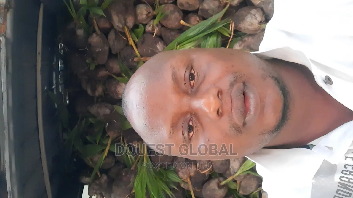 Dwarf And Hybrid Coconut Seedlings