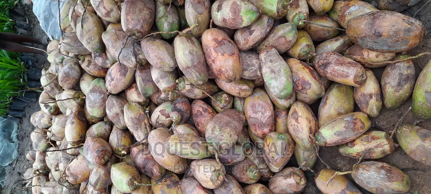 Dwarf And Hybrid Coconut Seedlings