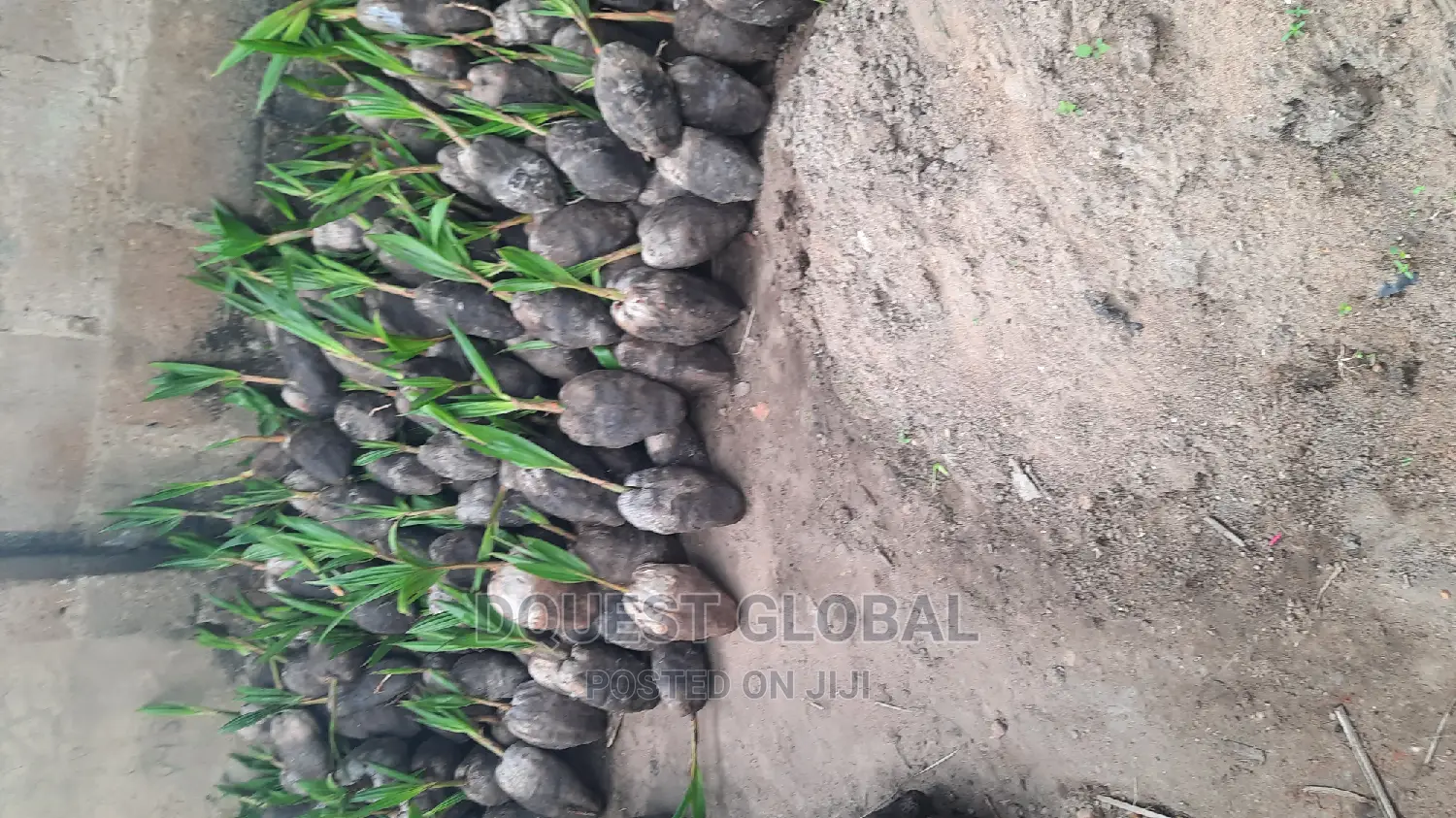 Dwarf And Hybrid Coconut Seedlings