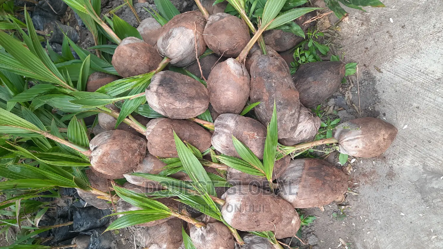 Dwarf And Hybrid Coconut Seedlings