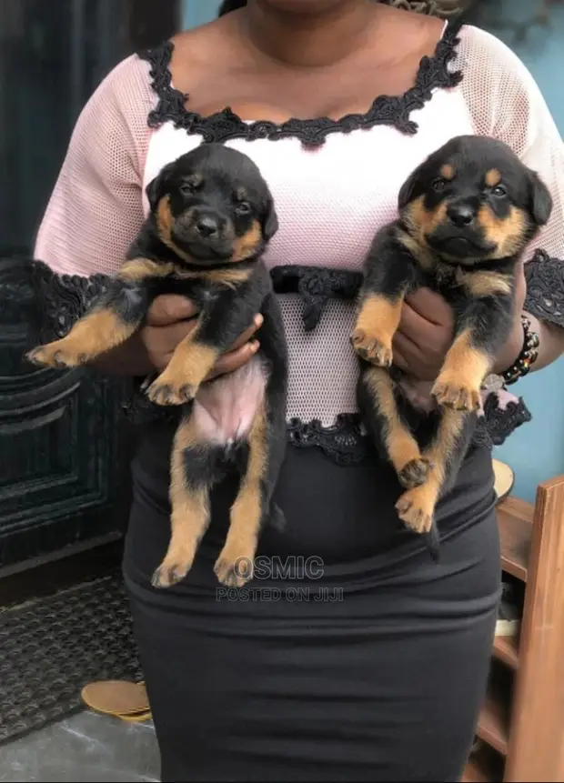 Female Rottweiler Dog