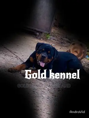 Male Rottweiler for Crossing (Stud)