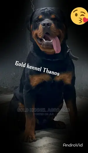 Male Rottweiler for Crossing (Stud)