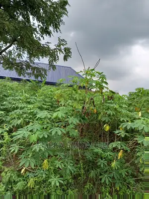 2 Plot of Land for Sale at Amansea