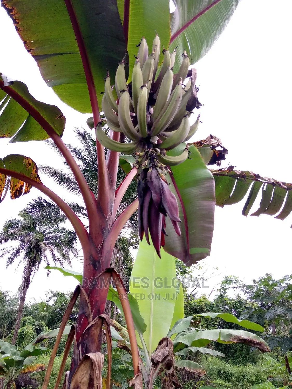 Hybrid Red Plantain