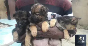 1-3 months Female Purebred German Shepherd