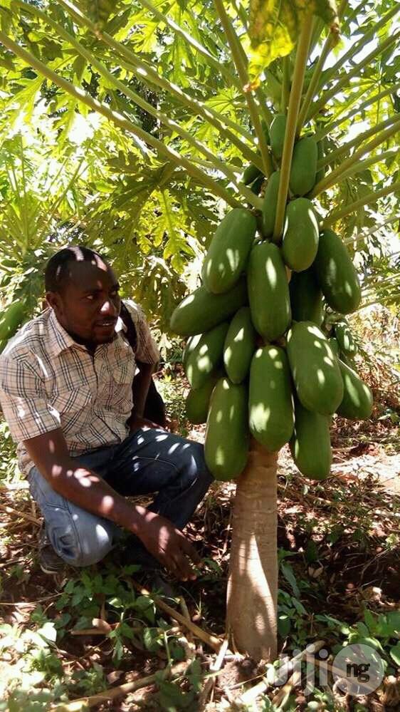 Pawpaw Seed (Dwarf Hybrid)