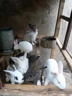 Rabbits for Sale in Ibadan