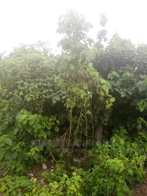 50 Hectares of Land in Owo Ondo State Jos Motor