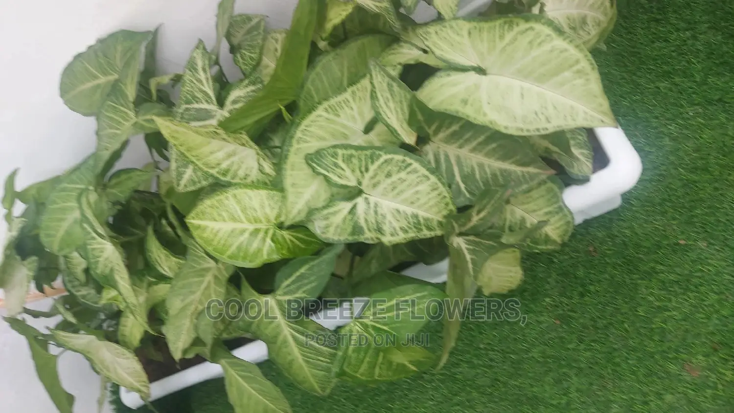Airpurifying Plants Affordable