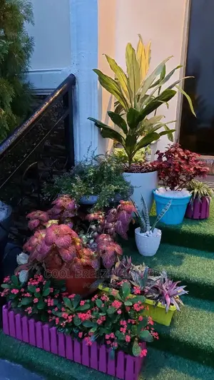 Airpurifying Plants Affordable