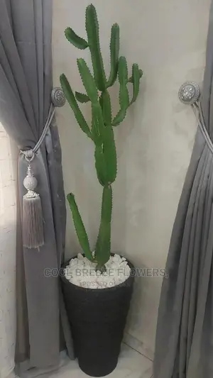 Airpurifying Plants Affordable