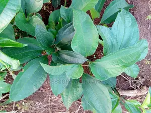 Broad Leaf Ugu Seeds From Calabar