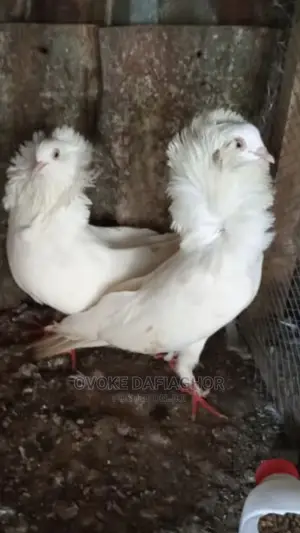 Exotic and Fancy Capuchine Pidgeons