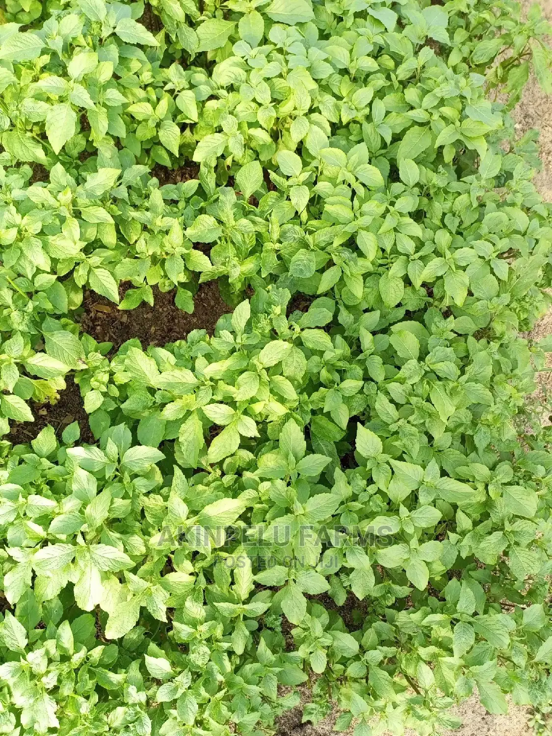Scent Leave Seeds/Seedlings.