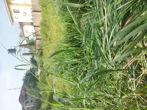 Residential of Land 4 Sale in the Heart of Wuse 2