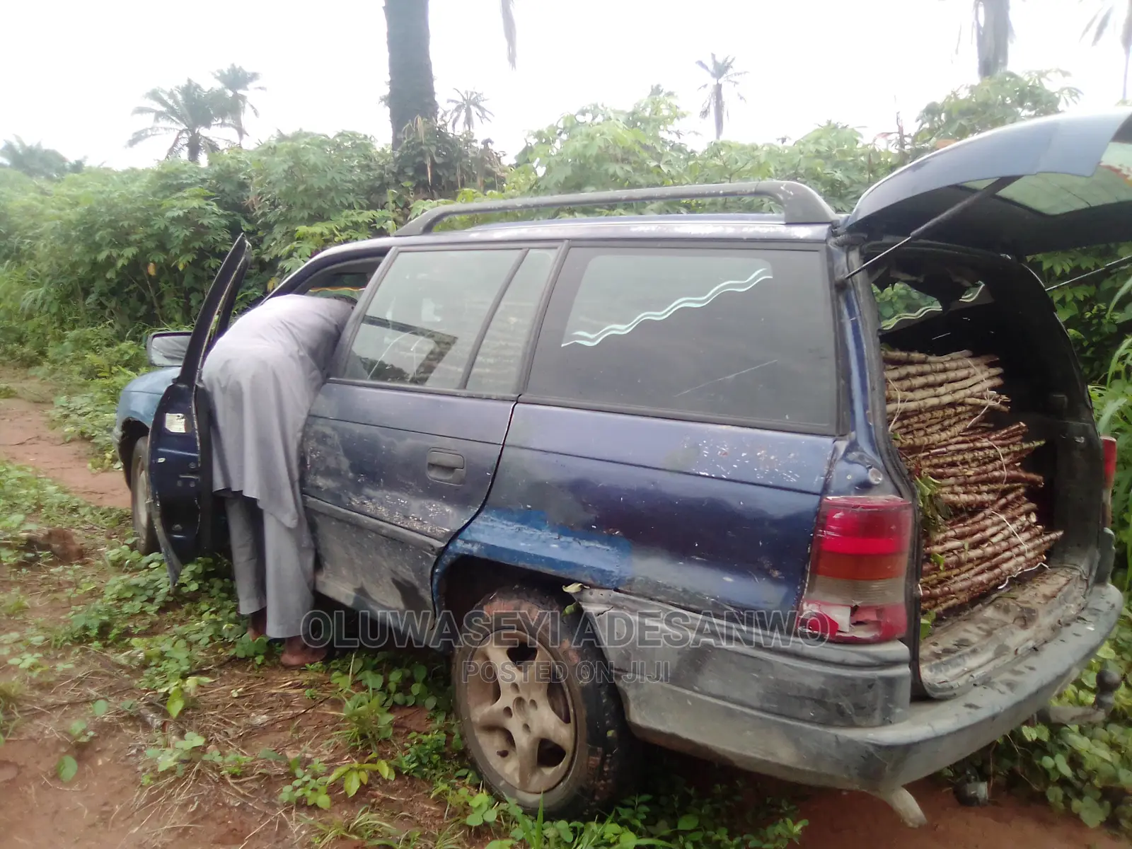 Cassava Stems For Sale