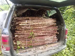 Cassava Stems For Sale