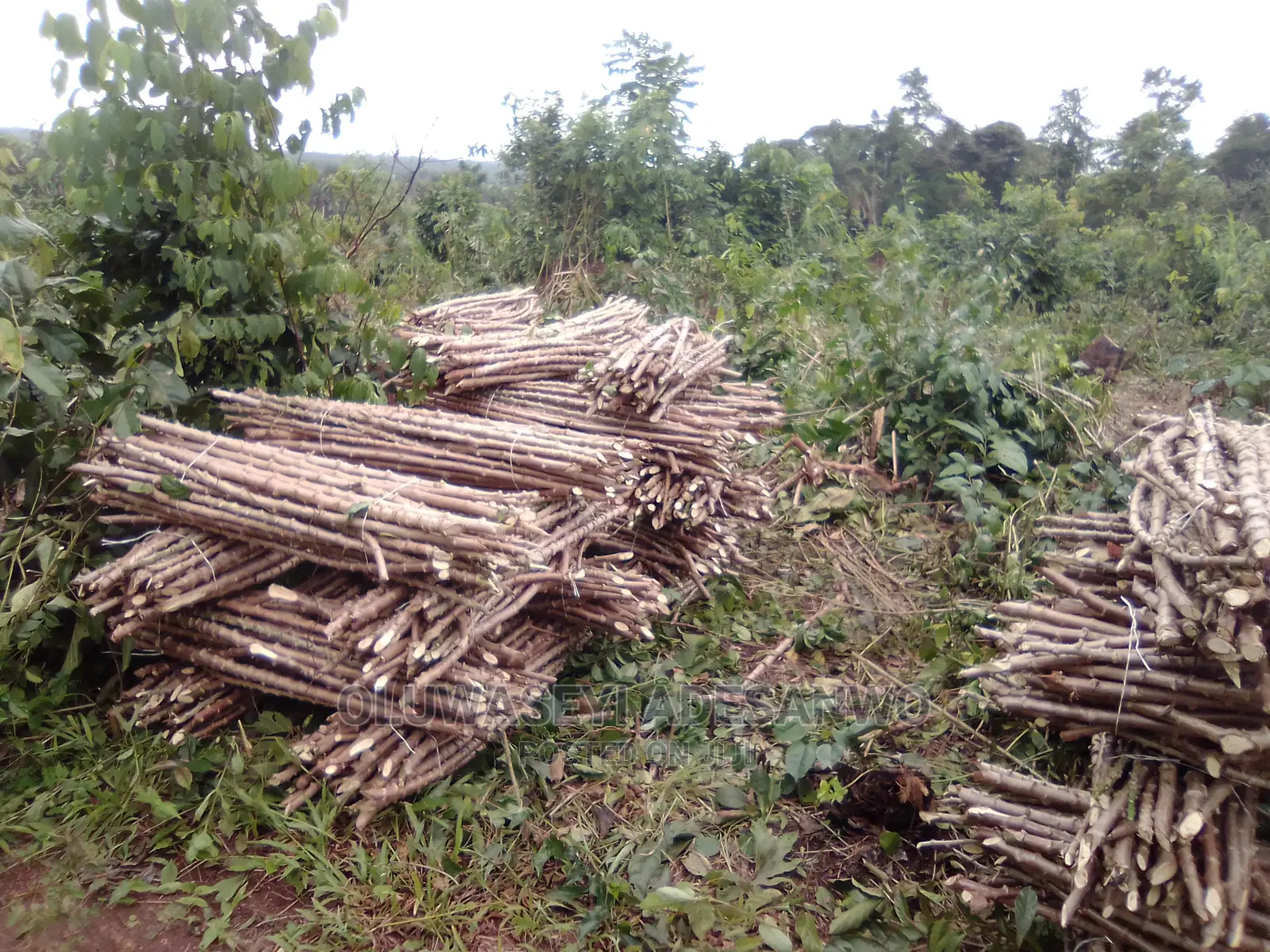 Cassava Stems For Sale