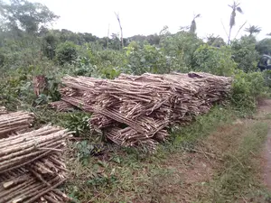 Cassava Stems For Sale