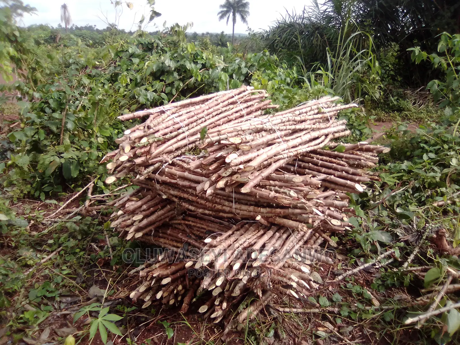 Cassava Stems For Sale