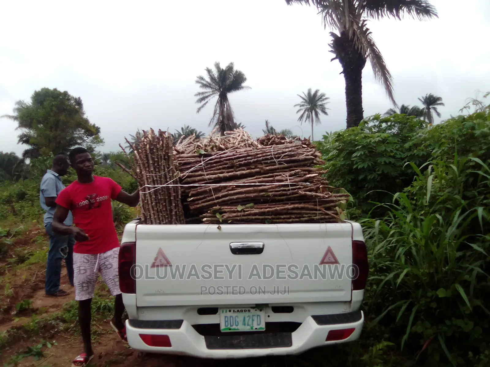 Cassava Stems For Sale
