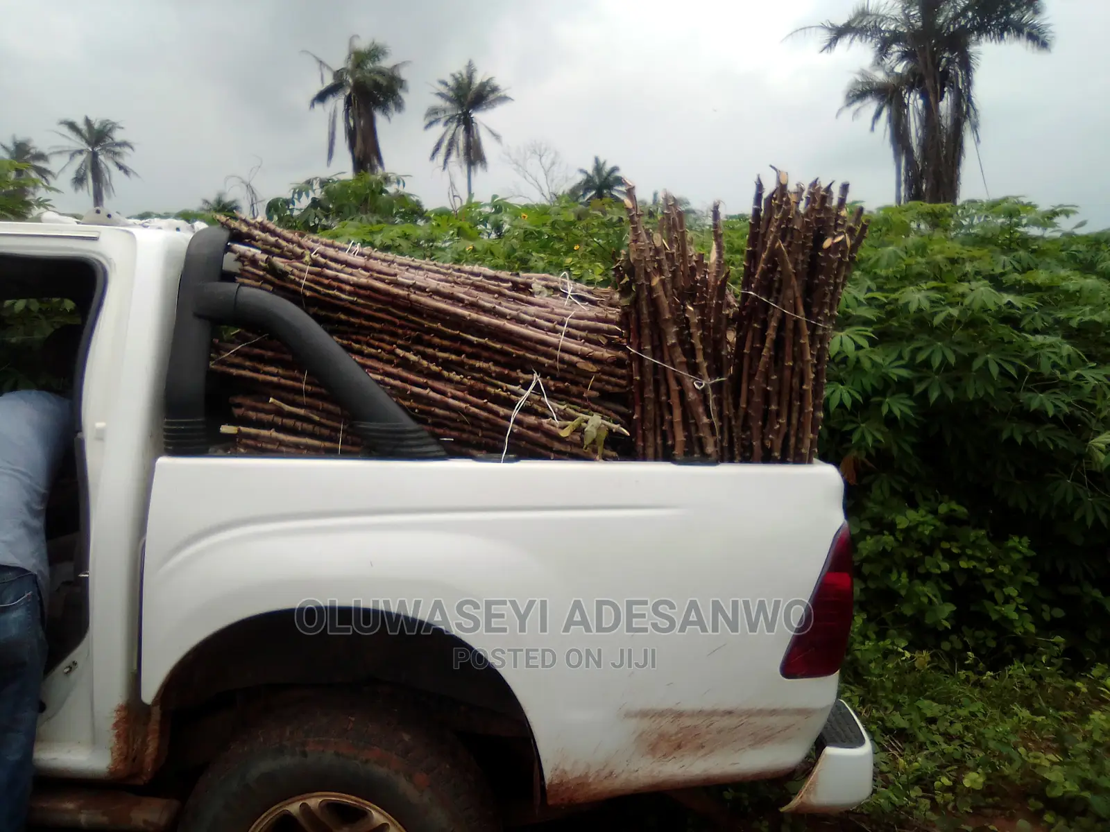 Cassava Stems For Sale