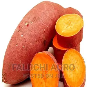 Orange-Fleshed Sweet Potato Vine (Well Rooted)