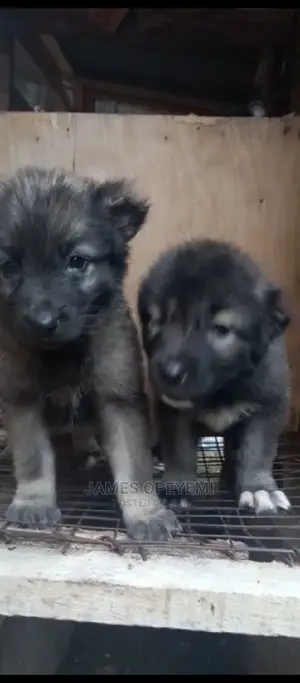 1-3 months Female Purebred Caucasian Shepherd